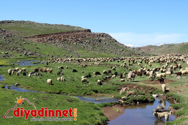 ve Yaylası koyun Sinek AĞRI şenlendi - kuzu sesleriyle 6