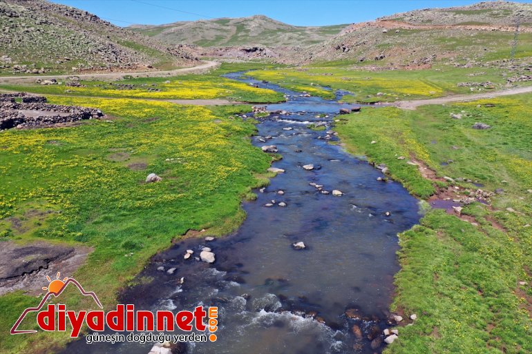 Yaylası ve Sinek şenlendi sesleriyle koyun - AĞRI kuzu 7