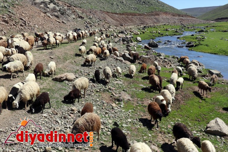 kuzu şenlendi ve sesleriyle Sinek AĞRI Yaylası - koyun 8