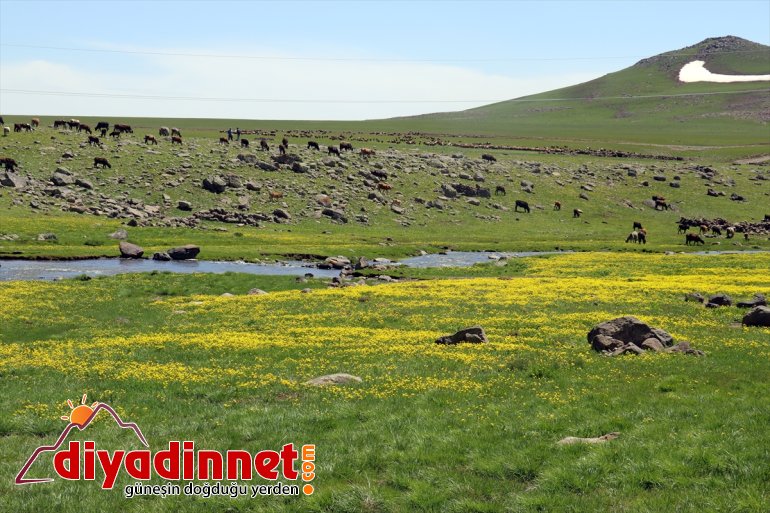 Sinek kuzu Yaylası şenlendi sesleriyle AĞRI - koyun ve 9