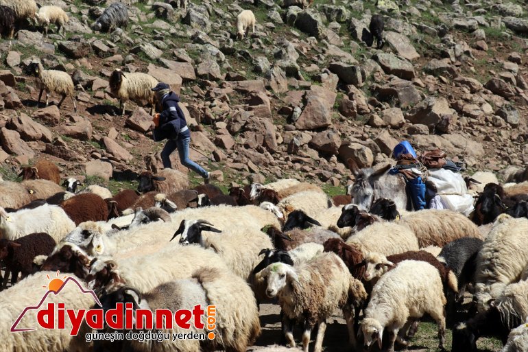 - kuzu koyun sesleriyle Yaylası şenlendi ve Sinek AĞRI 10