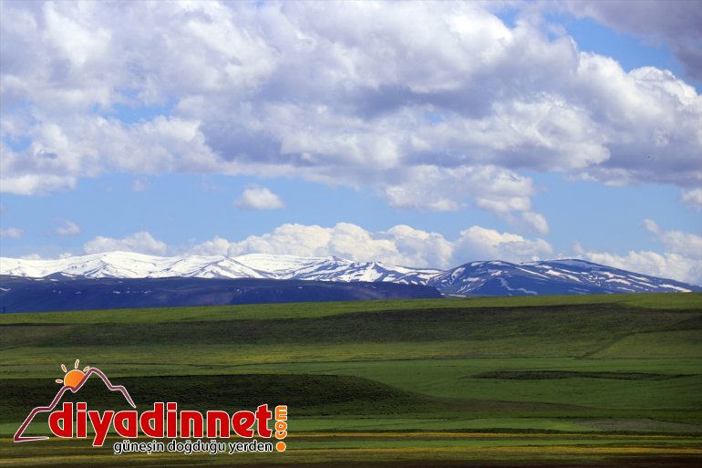 ve mayısın beyaza noktaları Ağrı günlerinde yüksek son büründü Kars