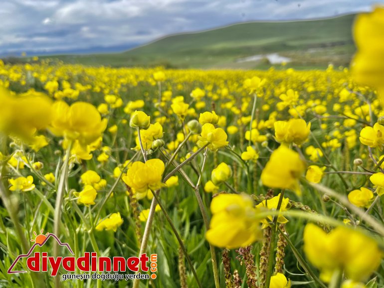 Ağrı, yeşilin tonlarıyla ışık saçtı5