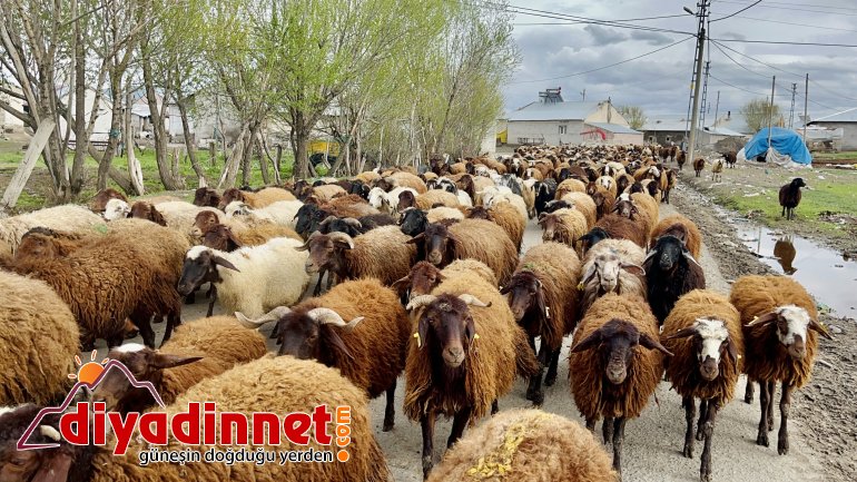 Ağrılı göçerler koyun sürüsüyle yaylaların yolunu tuttu1
