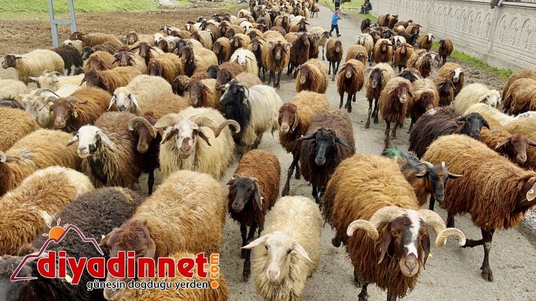Ağrılı göçerler koyun sürüsüyle yaylaların yolunu tuttu2