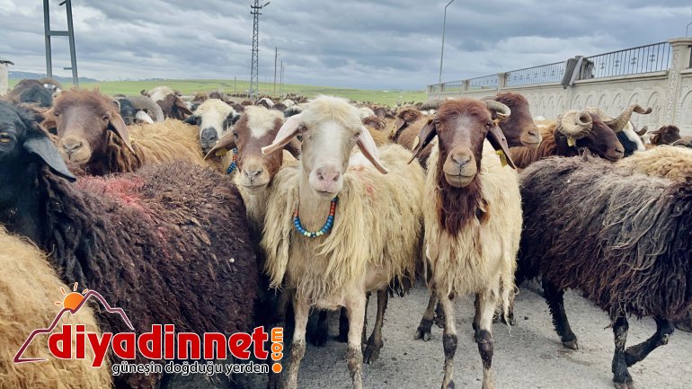 Ağrılı göçerler koyun sürüsüyle yaylaların yolunu tuttu3