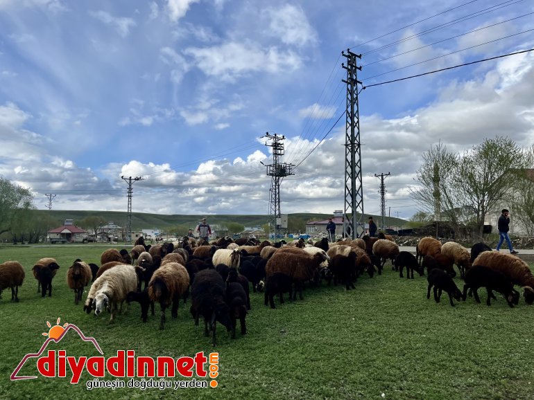 Ağrılı göçerler koyun sürüsüyle yaylaların yolunu tuttu5