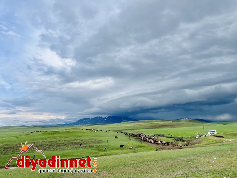 Ağrılı göçerler koyun sürüsüyle yaylaların yolunu tuttu7
