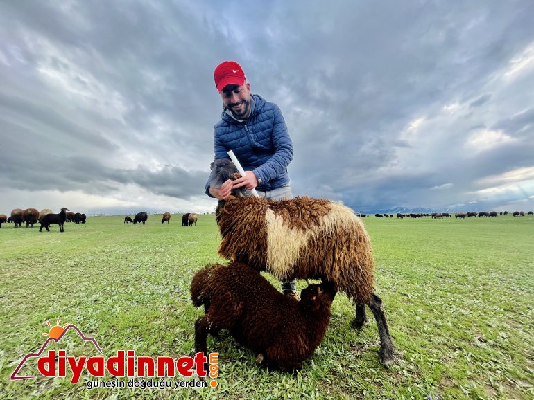 Ağrılı göçerler koyun sürüsüyle yaylaların yolunu tuttu9