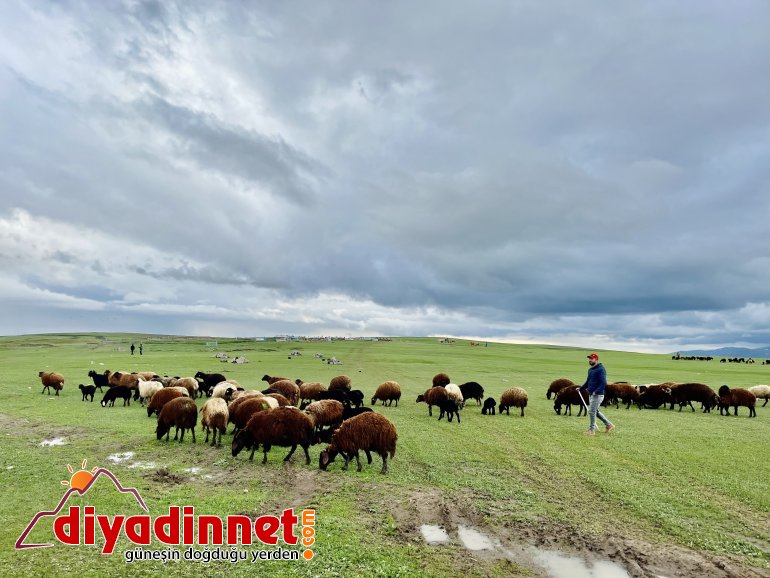 Ağrılı göçerler koyun sürüsüyle yaylaların yolunu tuttu10