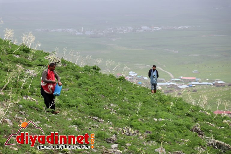 Ağrılıların heliz otu mesaisi başladı1