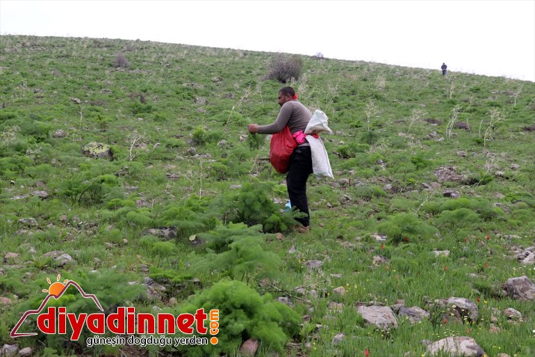 Ağrılıların heliz otu mesaisi başladı2