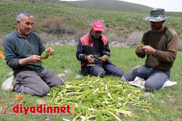 Ağrılıların heliz otu mesaisi başladı11