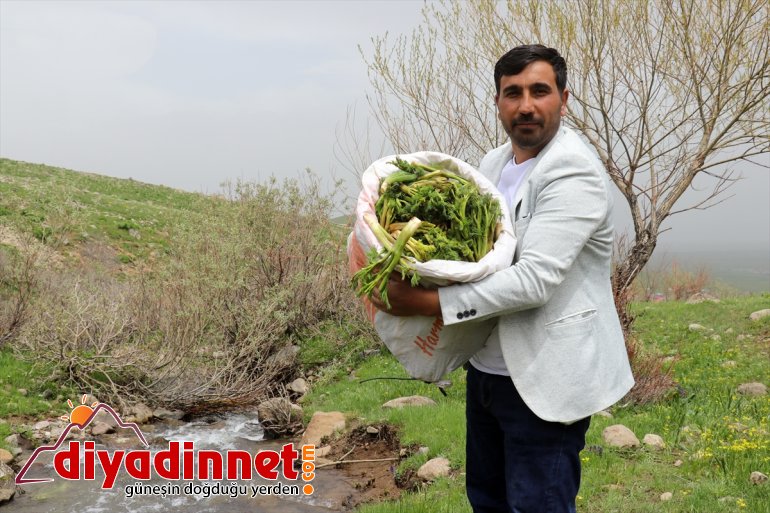 Ağrılıların heliz otu mesaisi başladı13