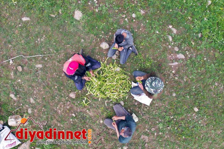 Ağrılıların heliz otu mesaisi başladı14