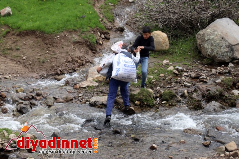 Ağrılıların heliz otu mesaisi başladı15