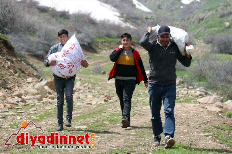 Ağrılıların heliz otu mesaisi başladı16