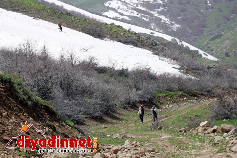 Ağrılıların heliz otu mesaisi başladı17
