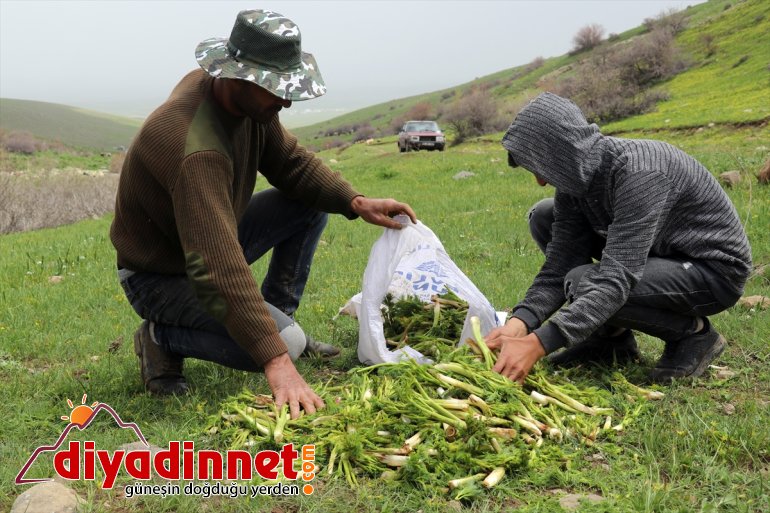 Ağrılıların heliz otu mesaisi başladı18