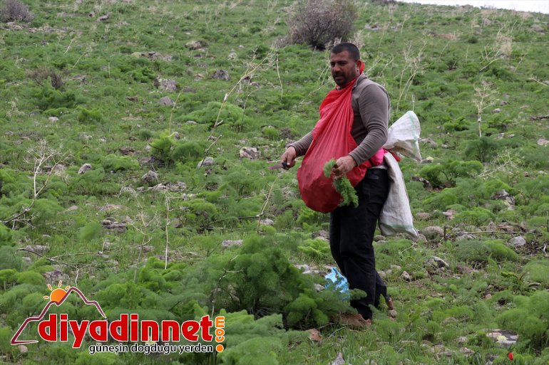 Ağrılıların heliz otu mesaisi başladı19
