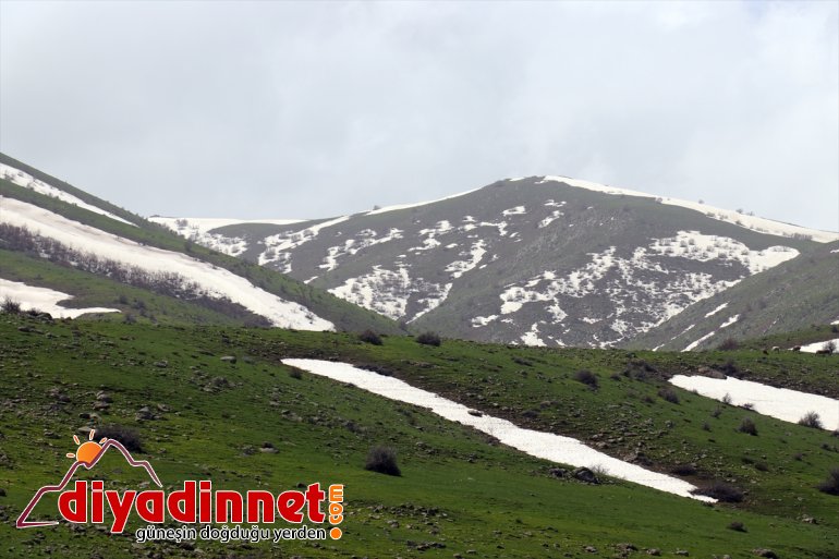 Ağrılıların heliz otu mesaisi başladı20