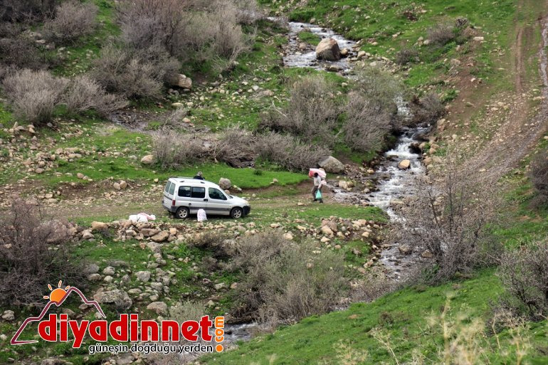 Ağrılıların heliz otu mesaisi başladı3