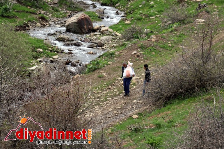 Ağrılıların heliz otu mesaisi başladı4