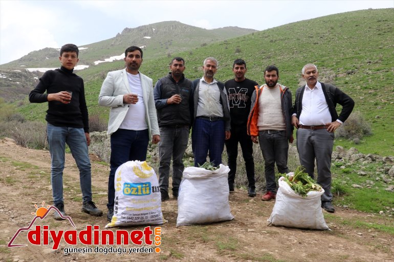 Ağrılıların heliz otu mesaisi başladı5