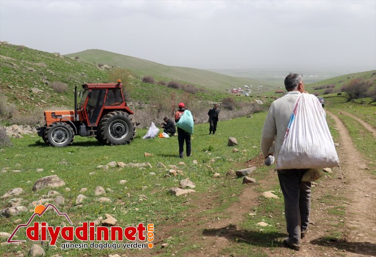 Ağrılıların heliz otu mesaisi başladı6