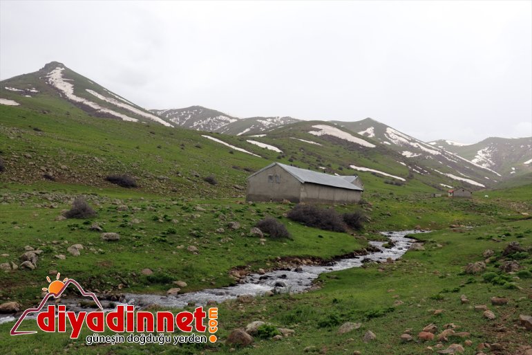 Ağrılıların heliz otu mesaisi başladı7