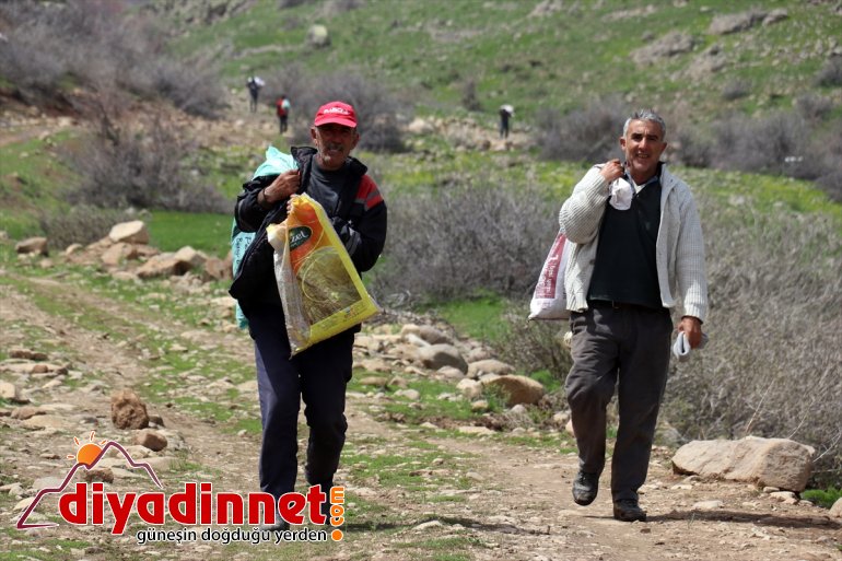 Ağrılıların heliz otu mesaisi başladı8