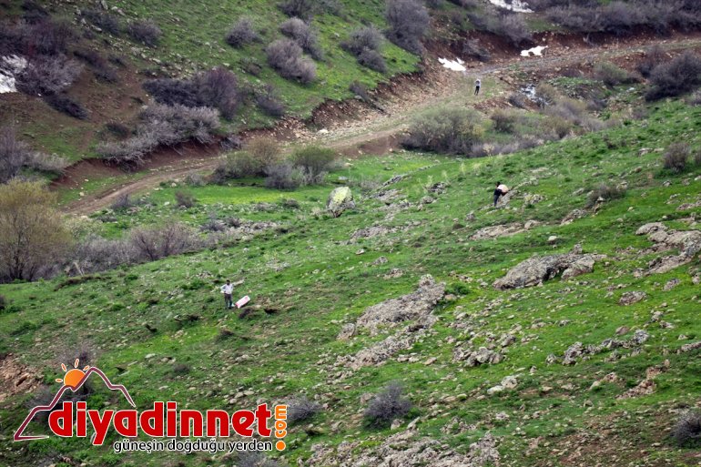 Ağrılıların heliz otu mesaisi başladı9