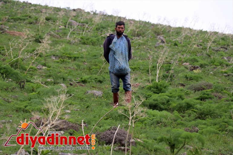 Ağrılıların heliz otu mesaisi başladı10