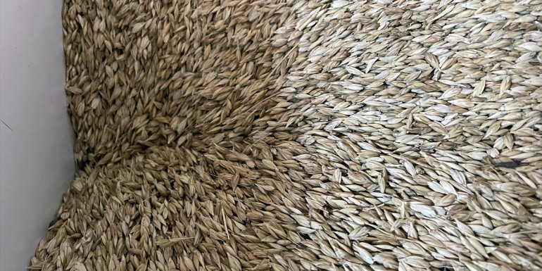 Ata tohumuna sahip çıkan çiftçi yoğun talep alınca üretimde hedef büyüttü