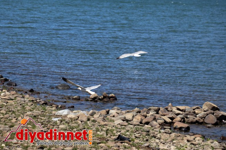 sularıyla Balık doldu kar Gölü 2