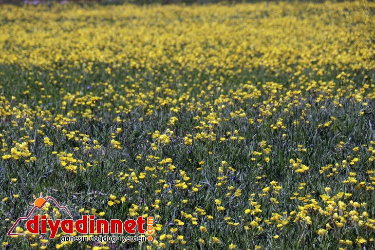 doldu kar sularıyla Balık Gölü 12