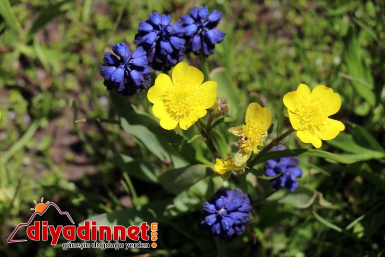 doldu Gölü Balık kar sularıyla 19