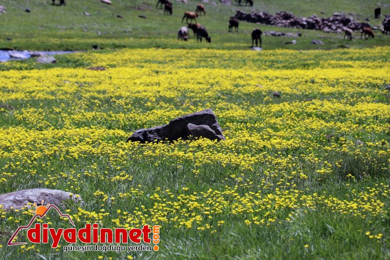 kar Gölü sularıyla doldu Balık 8