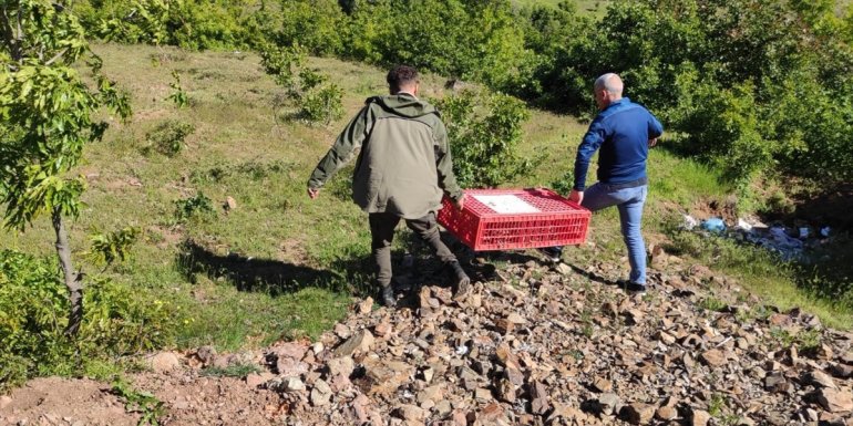 Bingöl'de 1150 kınalı keklik doğaya bırakıldı