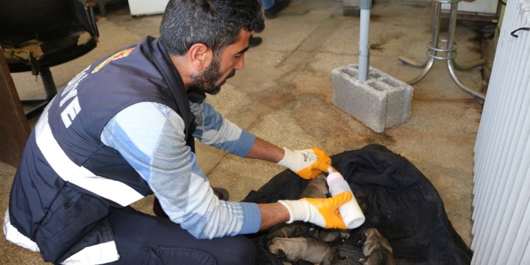 Bingöl'de itfaiye erleri buldukları yavru köpekleri biberonla besledi