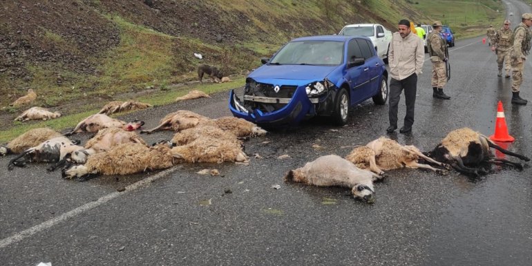 Bingöl'de otomobilin çarptığı 20 koyun telef oldu