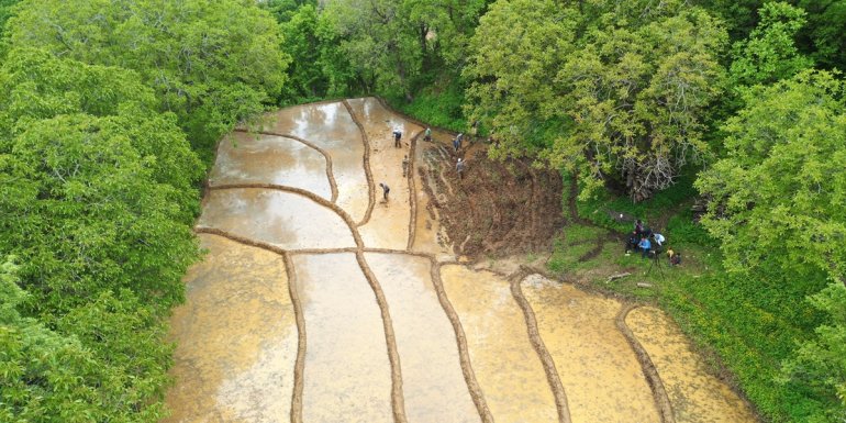 Çamur havuzlarına geleneksel yöntemlerle pirinç ekiyorlar