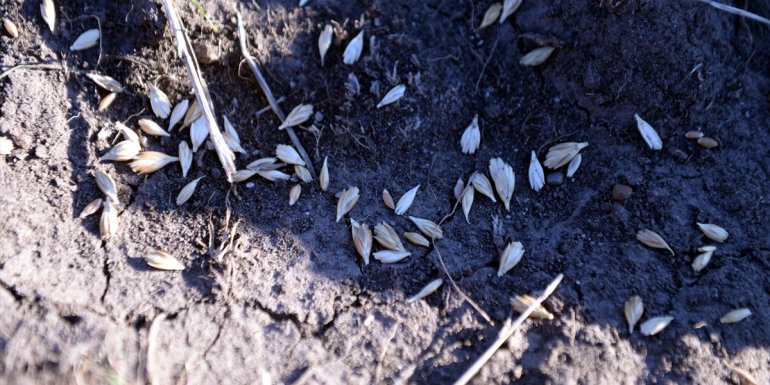 Çiftçilere dağıtılan 50 ton ata buğdayı kavılca tohumu toprakla buluşturuldu