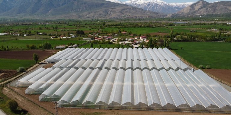 Devlet desteğiyle sera kuran ziraat mühendisi kardeşler tonlarca sebze üretiyor