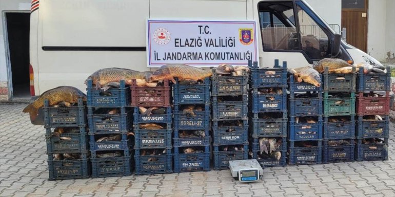 Elazığ'da kaçak avlandığı belirlenen 1323 kilogram balık ele geçirildi