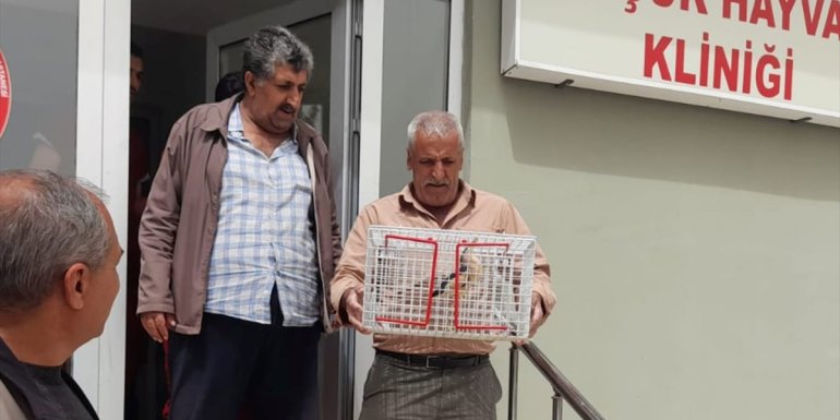 Elazığ'da yaralı halde bulunan balaban kuşu tedavi edildi