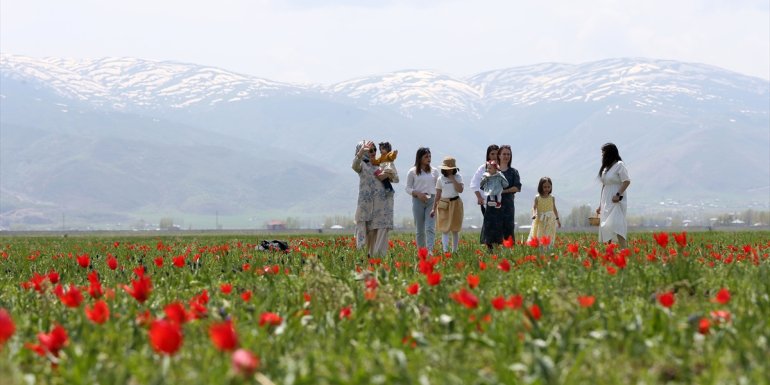 Endemik tür olan Muş lalesi, Muş Ovası'nı süsledi