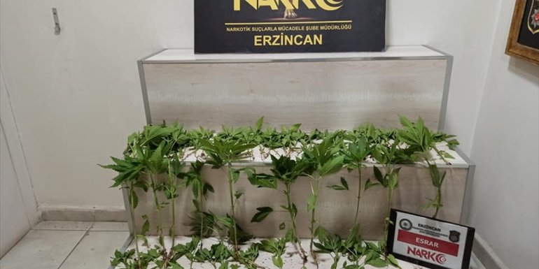 Erzincan'da evinde kenevir yetiştiren kişi tutuklandı