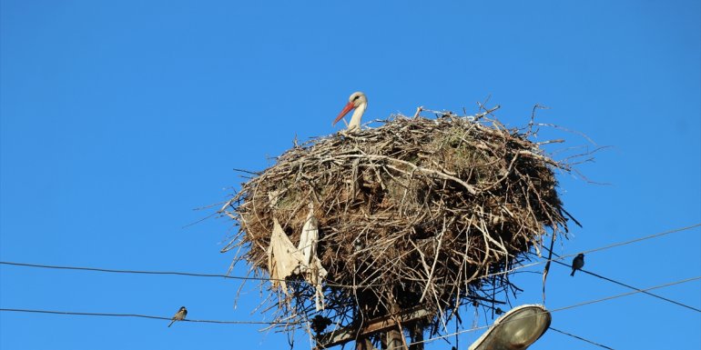 Erzincan'ın Mertekli köyüne gelen leylekler 18 yıldır aynı yere yuva kuruyor