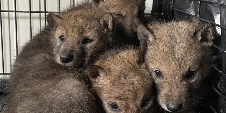 ERZURUM - Çobanların bulduğu 4 kurt yavrusu koruma altına alındı1